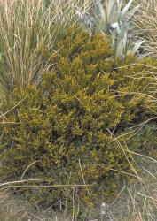 Veronica hectorii subsp. demissa. Habit. Garvie Mts, Otago.
 Image: M.J. Bayly © Te Papa CC-BY-NC 3.0 NZ